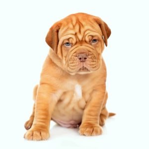 Dogue de Bordeaux / French Mastiff
