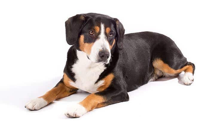 sample photo of Entlebucher Mountain Dog puppies for sale
