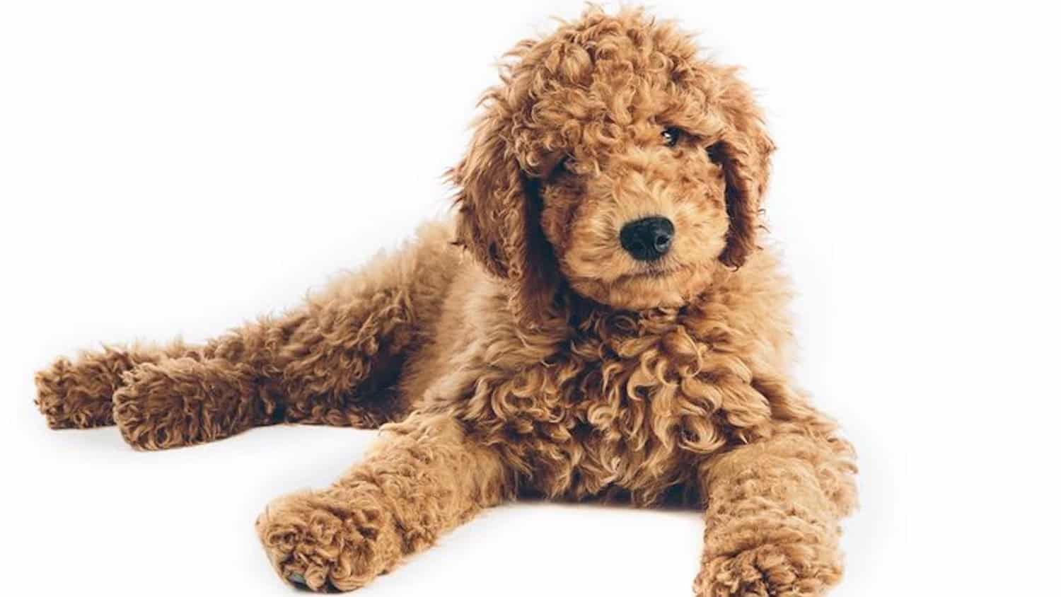 Standard Goldendoodle  puppies for sale