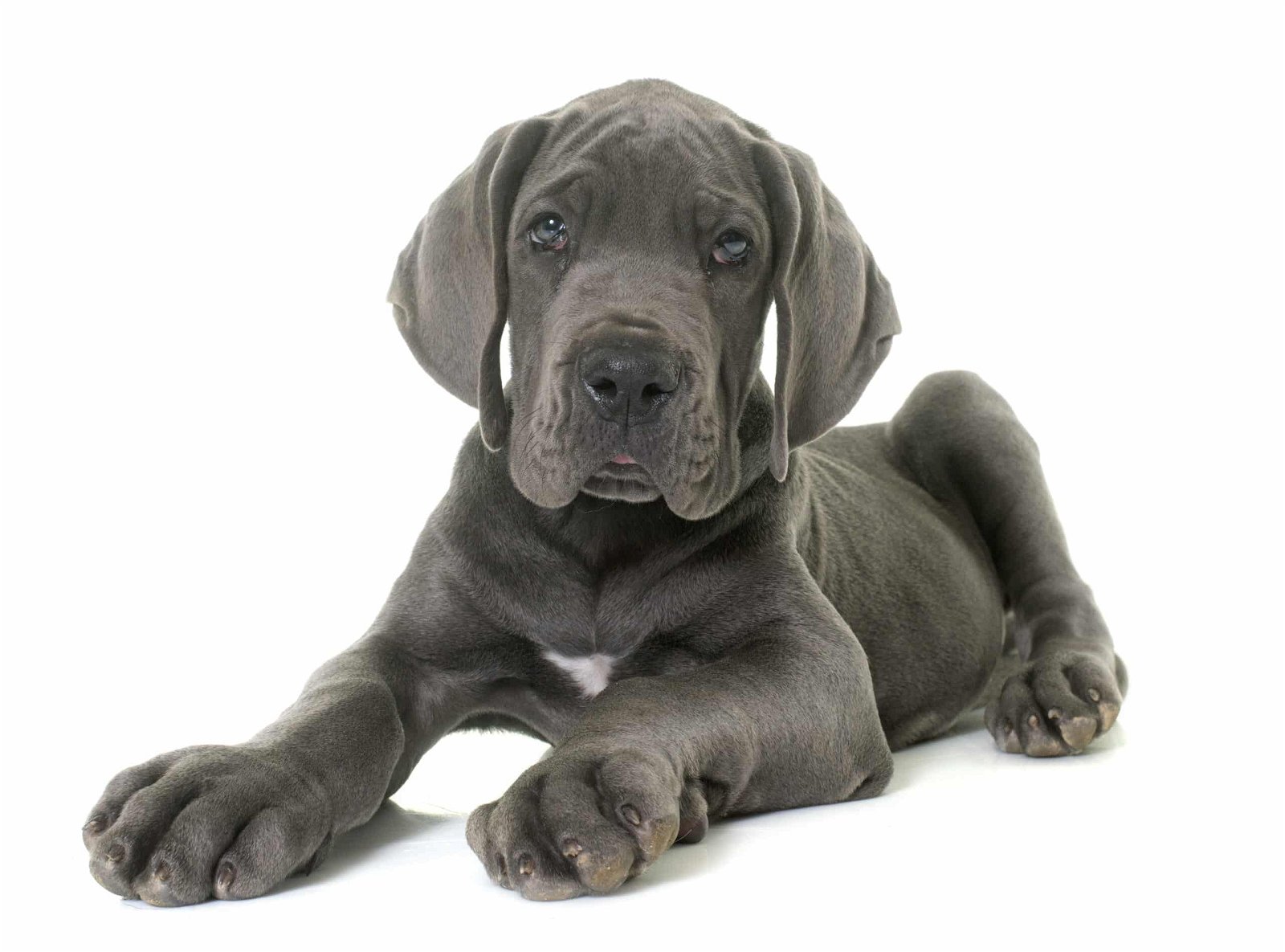 sample photo of Great Dane puppies for sale