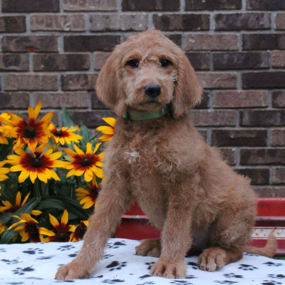 sample photo of Labradoodle puppies for sale