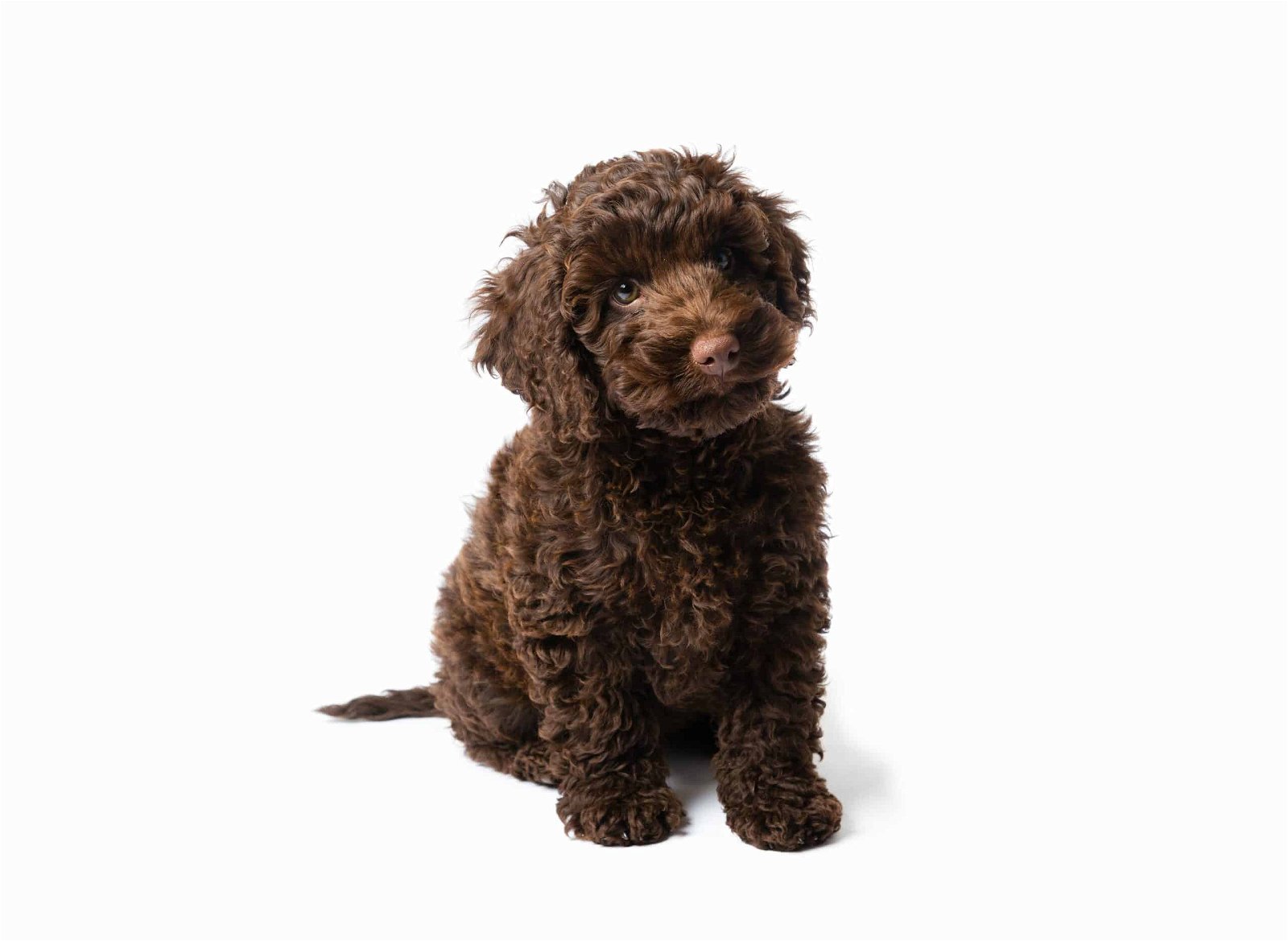 Mini Labradoodle puppies for sale