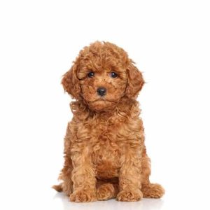 a beatufiul mini goldendoodle puppy for sale is sitting on the ground