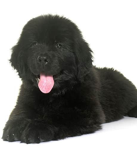 sample photo of Newfoundland puppies for sale