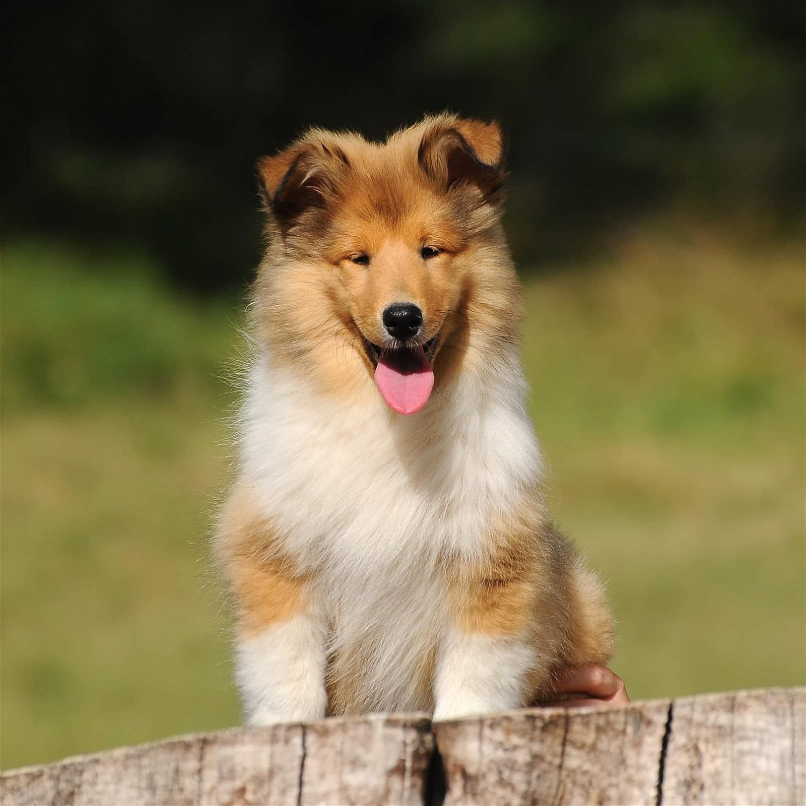sample photo of Collie puppies for sale