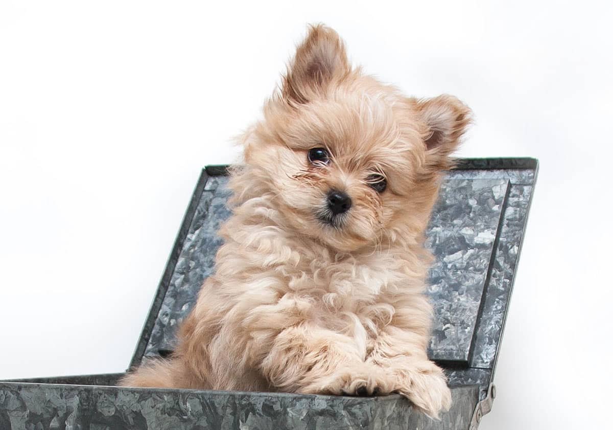 Pomapoo puppies for sale