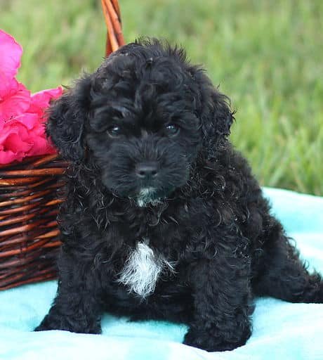 sample photo of Pomapoo puppies for sale