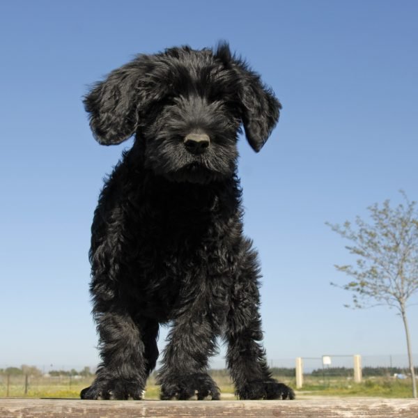 sample photo of Portuguese Water Dog puppies for sale