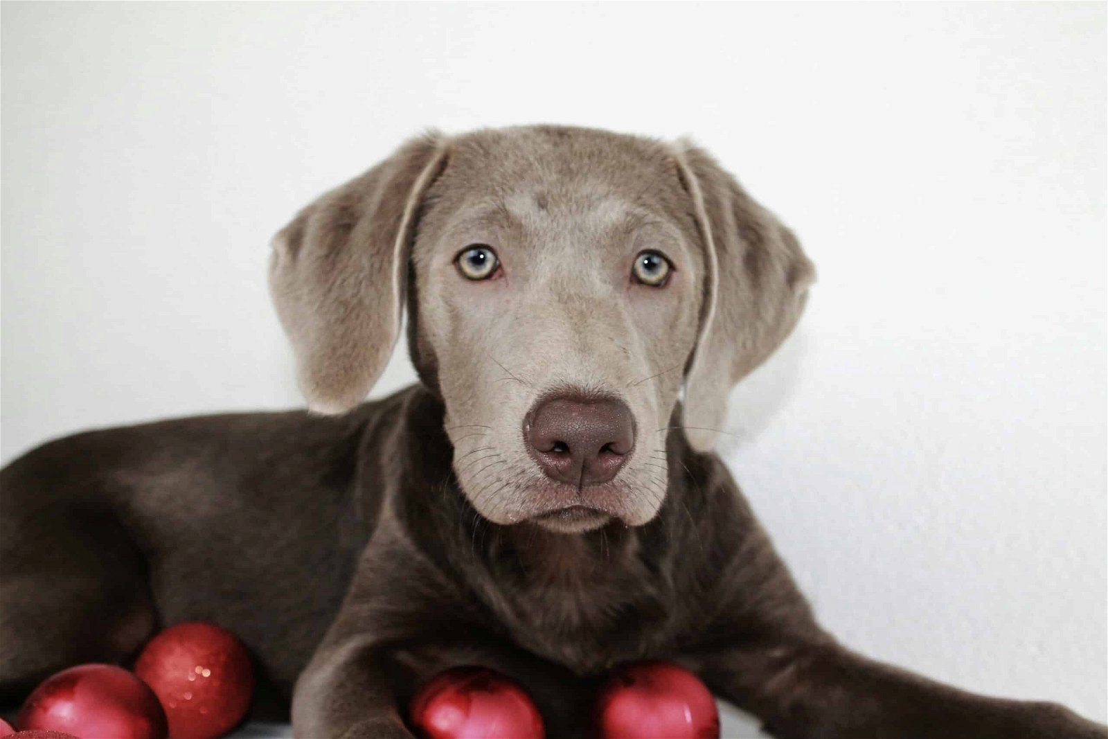 Silver Labrador Retriever puppies for sale