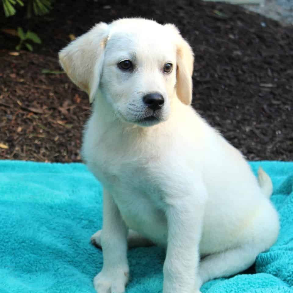sample photo of White Labrador Retriever puppies for sale