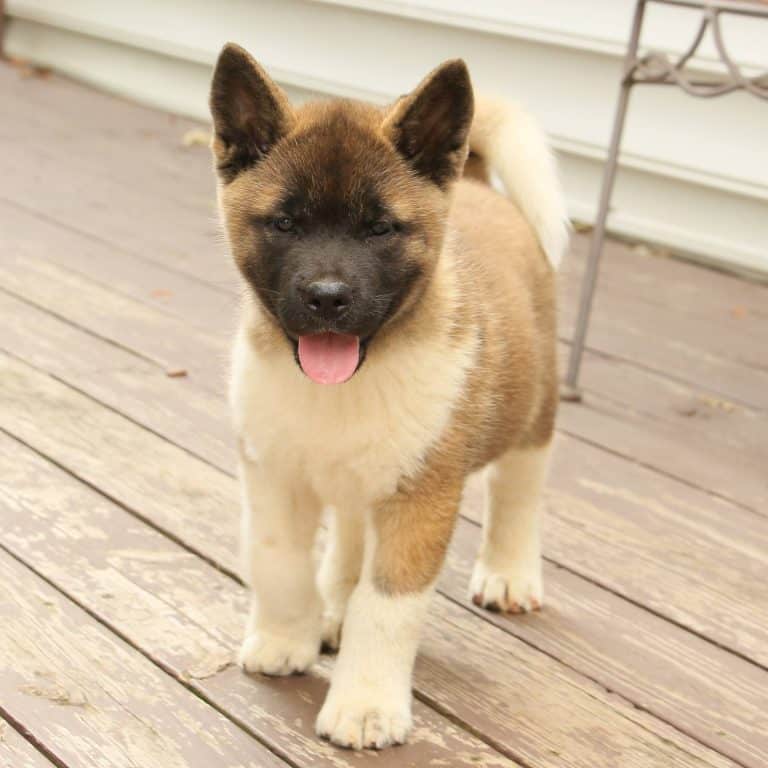 Akita Puppies For Free In Texas Akita Petzlover Killeen