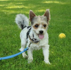 Muffin – AKC's father, a Biewer Terrier