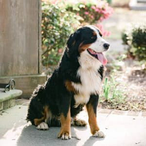 Isadore – Mix's father, a Bernese Mountain Dog