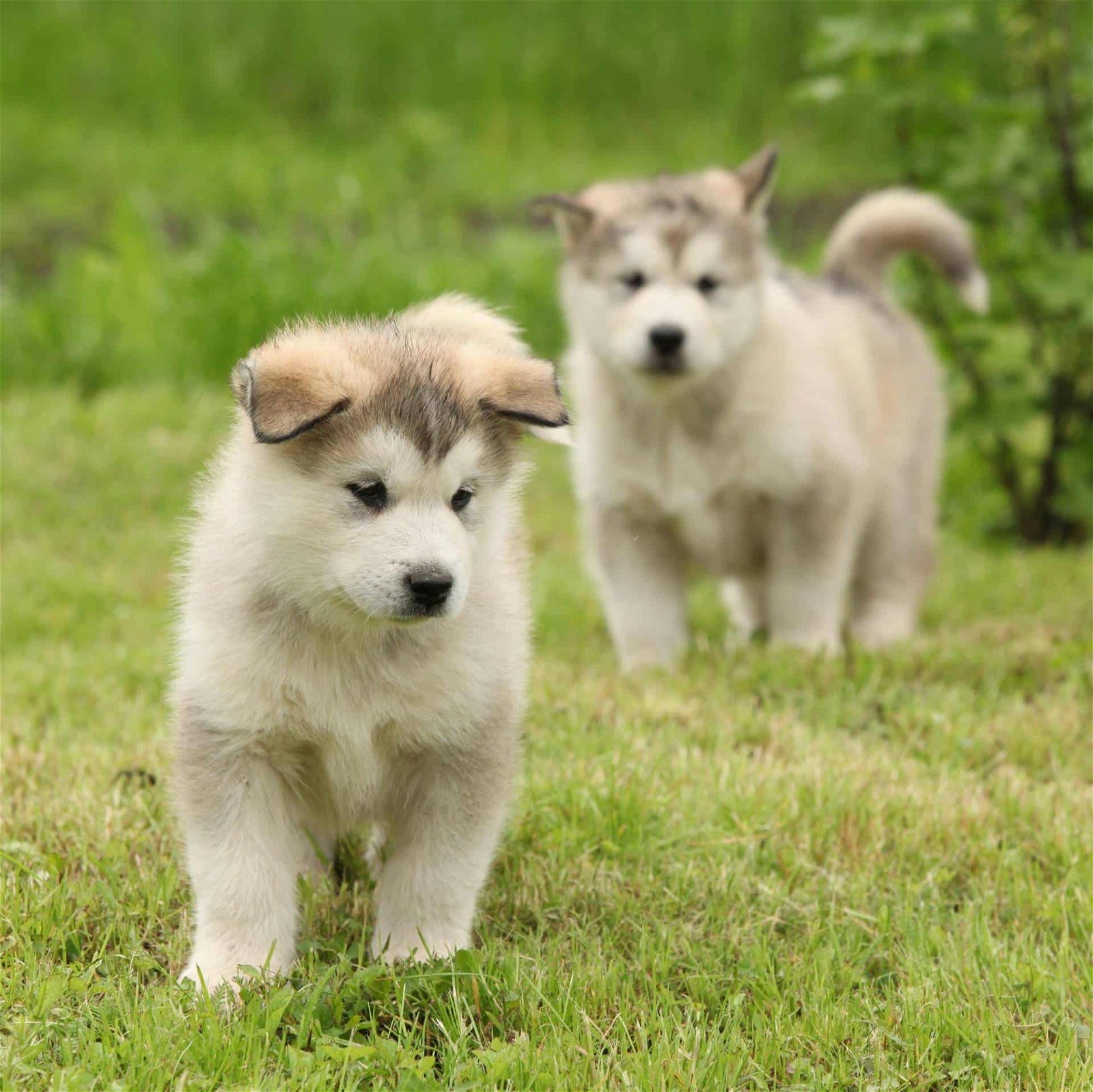 sample photo of Alaskan Malamute puppies for sale
