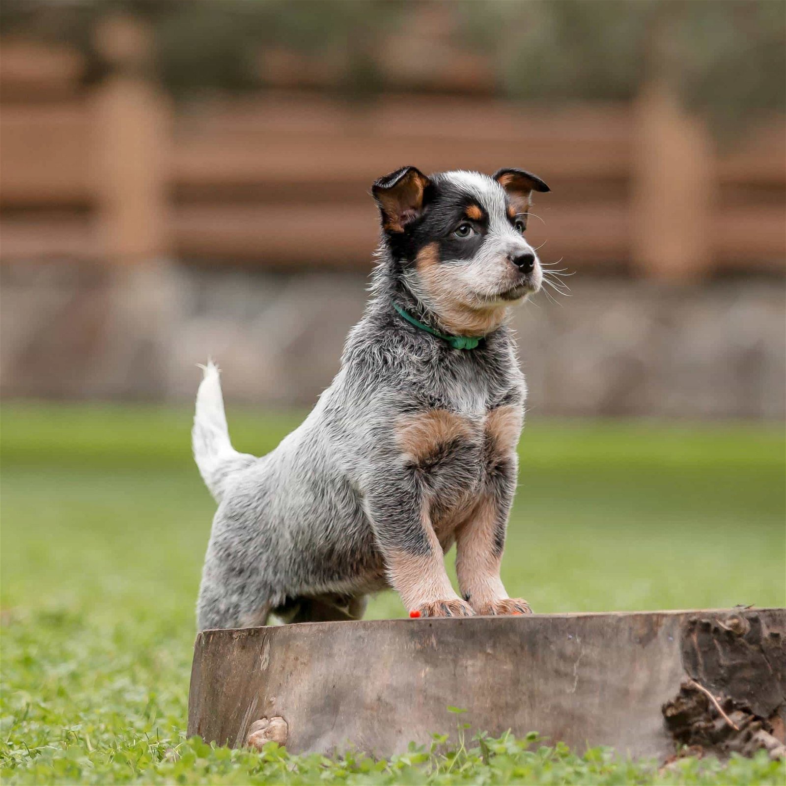 sample photo of Australian Cattledog / Heeler puppies for sale