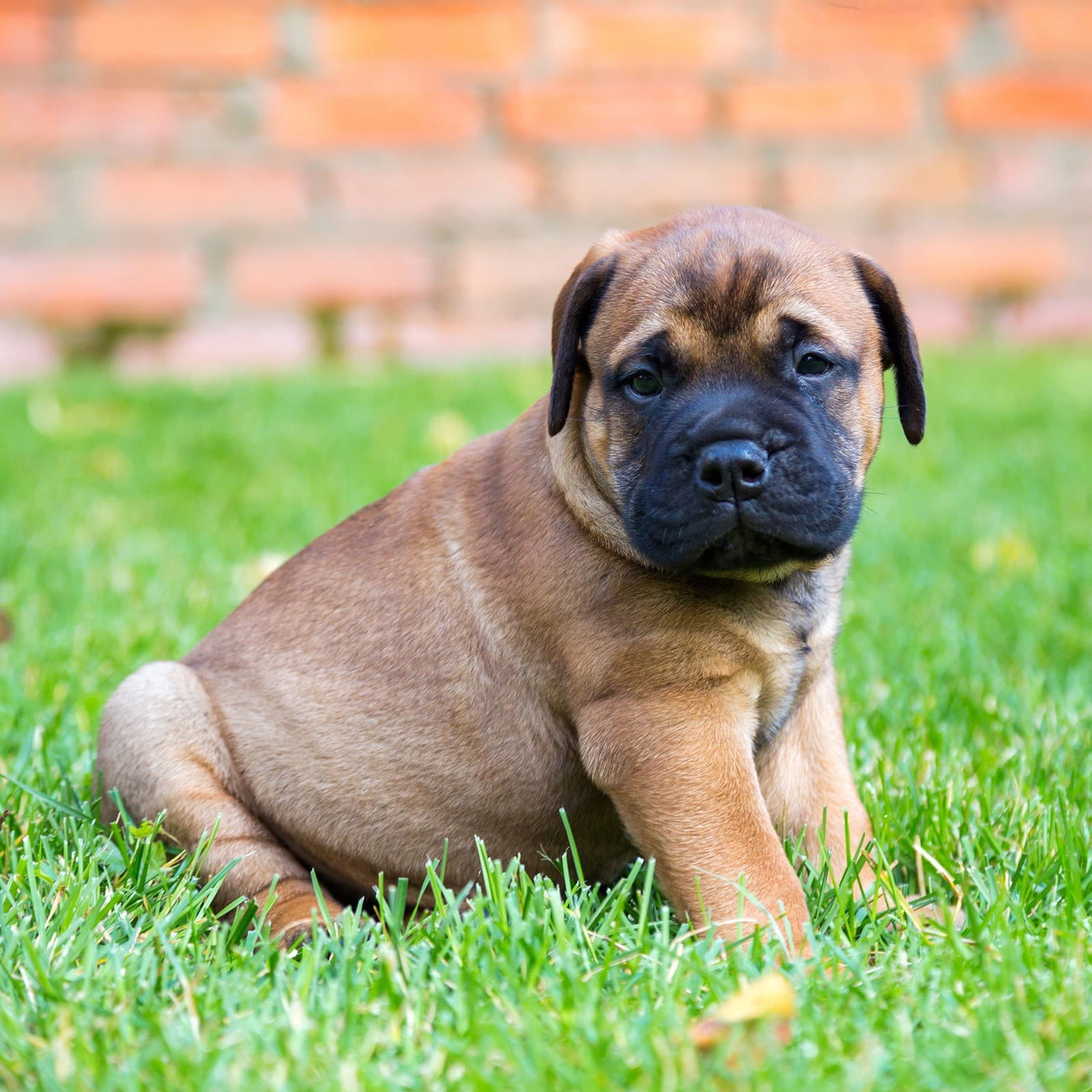 Bullmastiff Puppies For Sale • Adopt Your Puppy Today • Infinity Pups