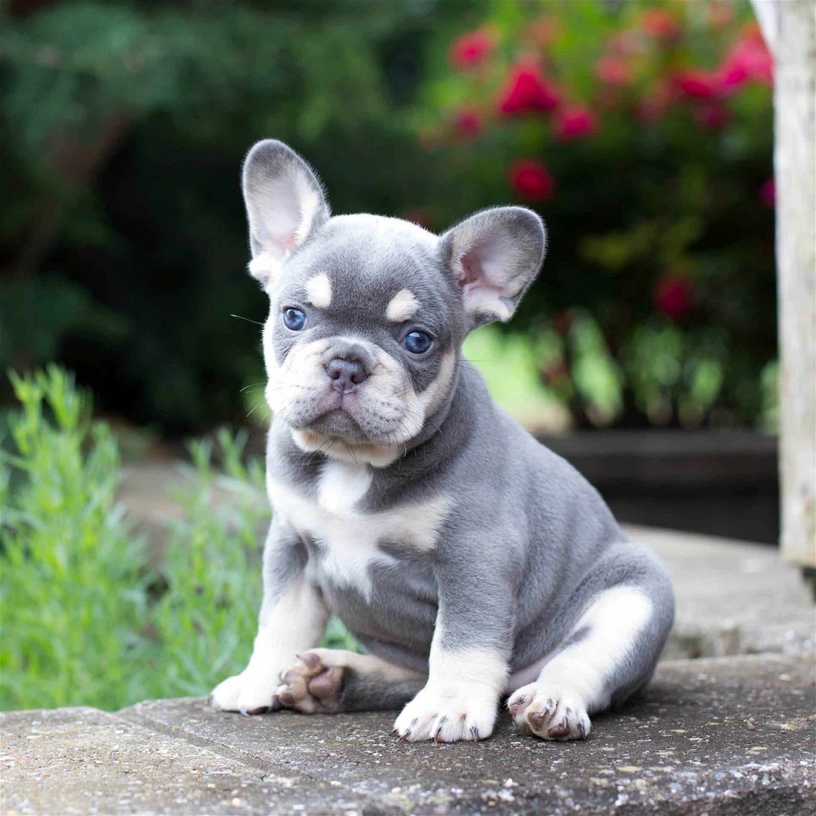 French Bulldog Puppies For Sale • Adopt Your Puppy Today • Infinity Pups
