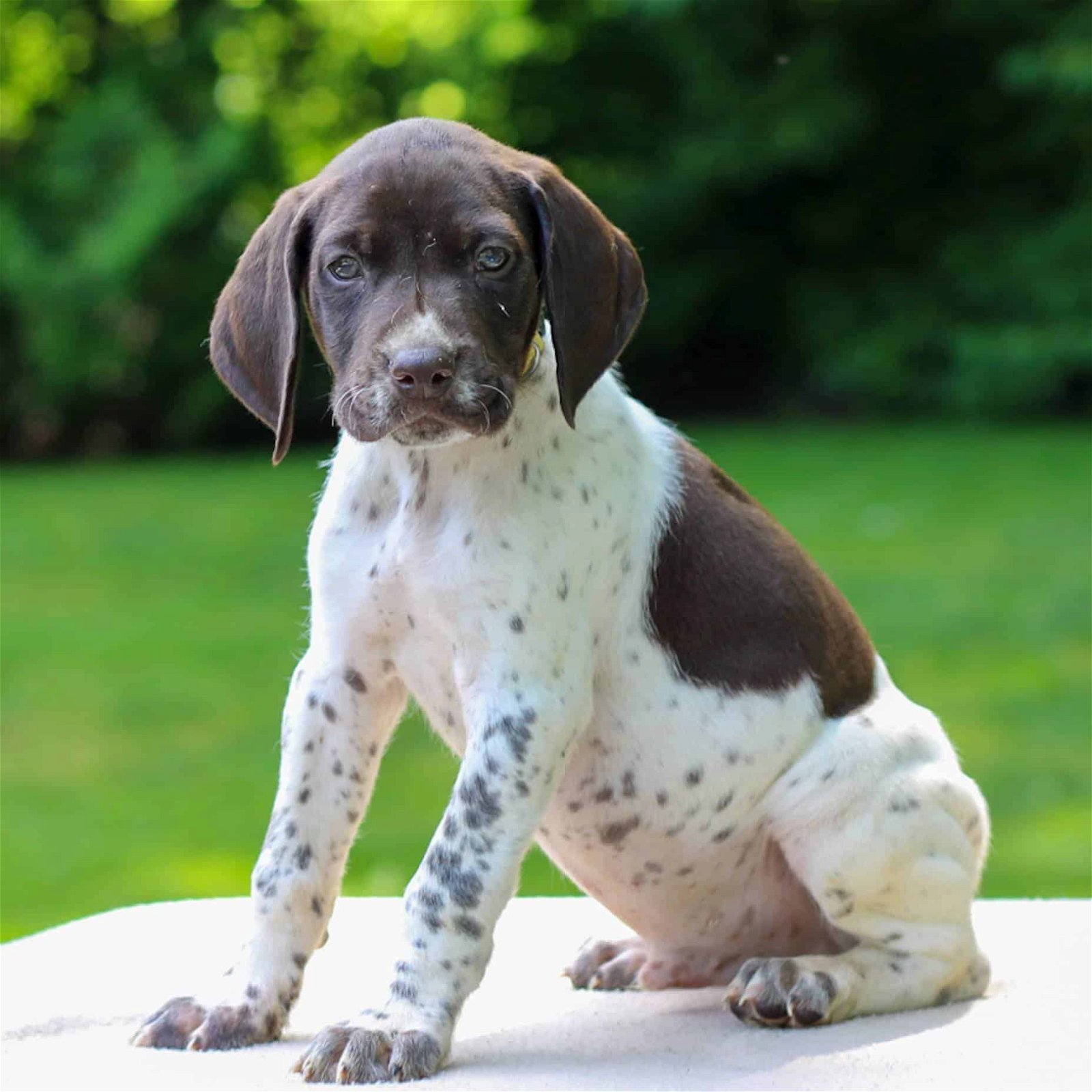 sample photo of German Short-haired Pointer puppies for sale