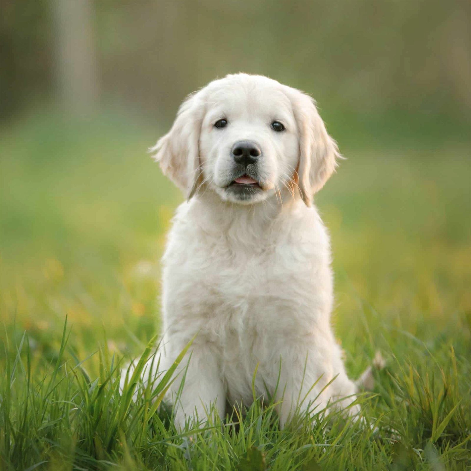 sample photo of Golden Retriever puppies for sale
