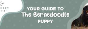 Your Guide To The Bernedoodle Puppy 5