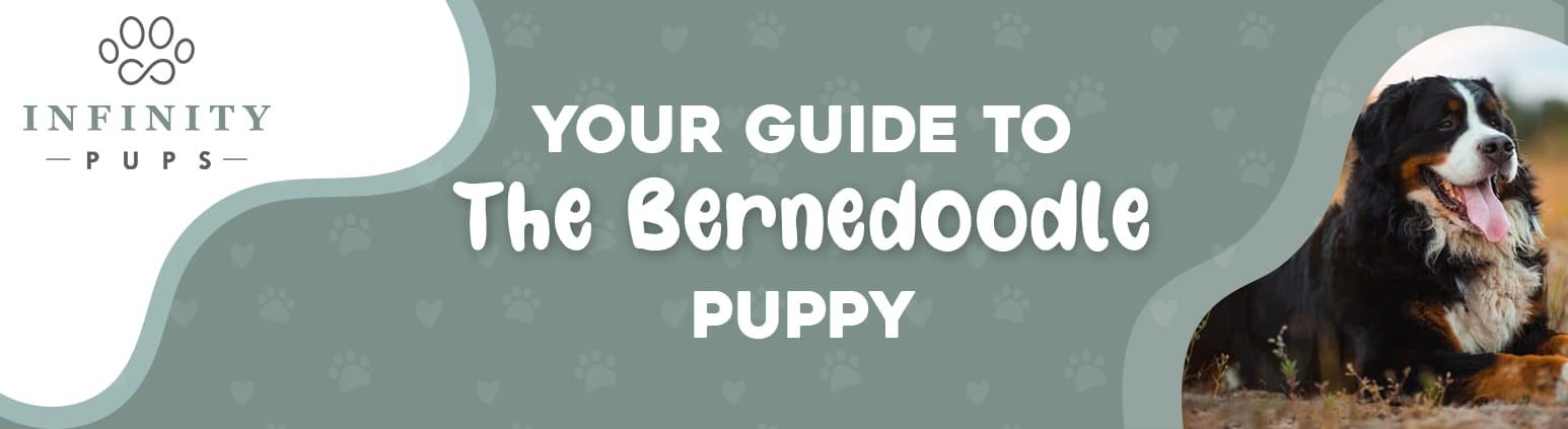 Your Guide To The Bernedoodle Puppy 7