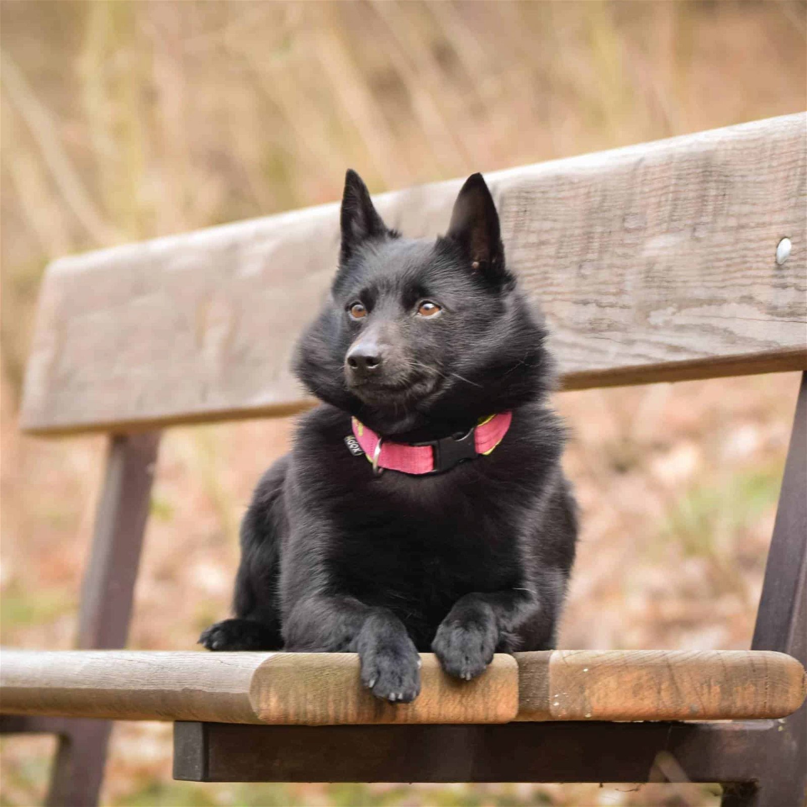 sample photo of Schipperke puppies for sale