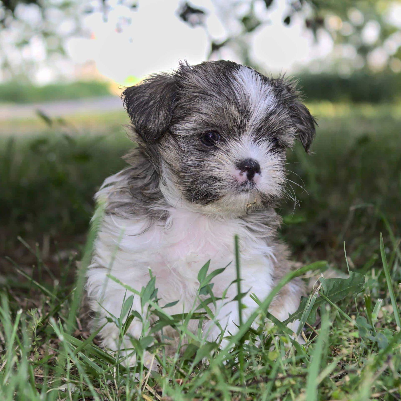 Shorkie Puppies For Sale • Adopt Your Puppy Today • Infinity Pups