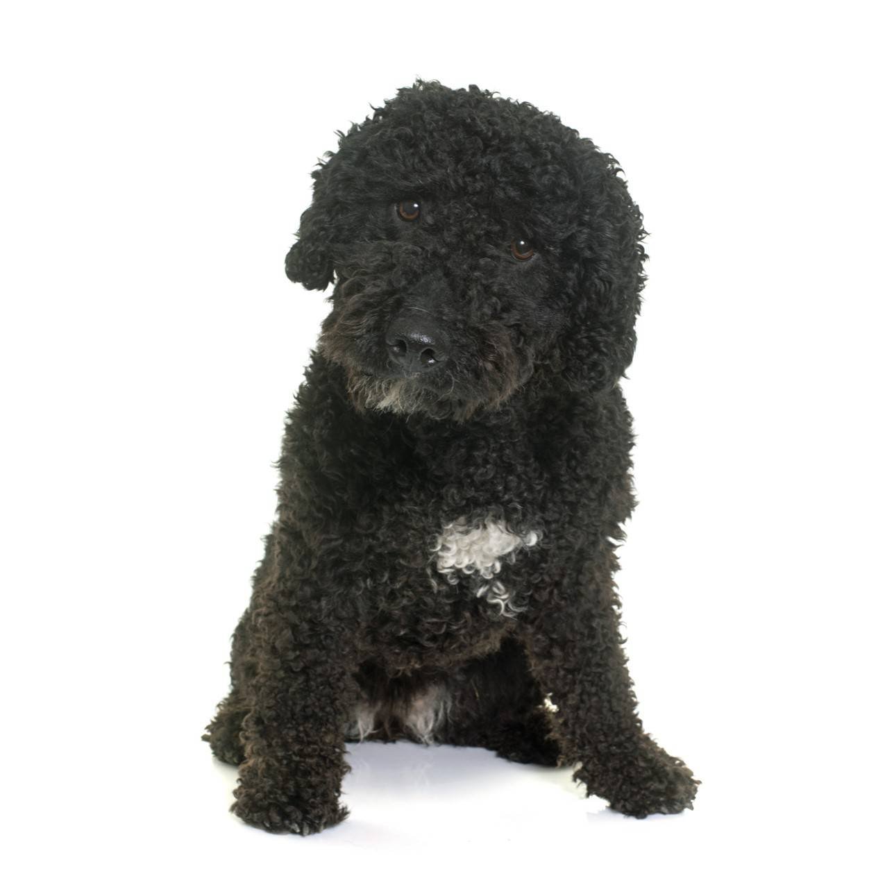 Spanish Water Dog puppies for sale