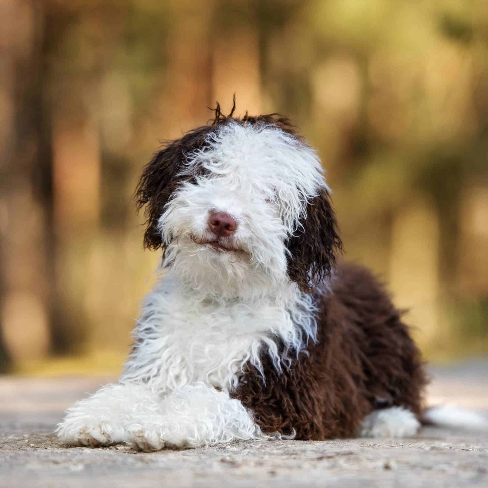 sample photo of Spanish Water Dog puppies for sale