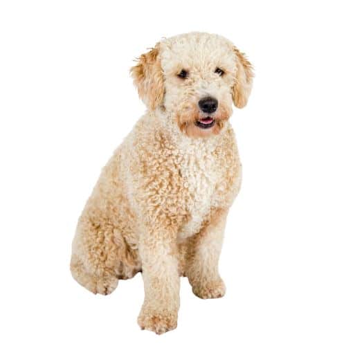 Spanish Water Dog Puppies For Sale • Adopt Your Puppy Today • Infinity Pups