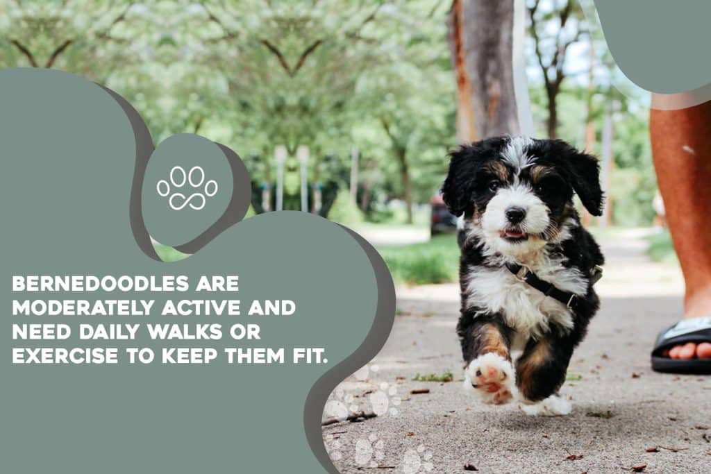 bernedoodles_are_moderately_active_and_need_daily_walks