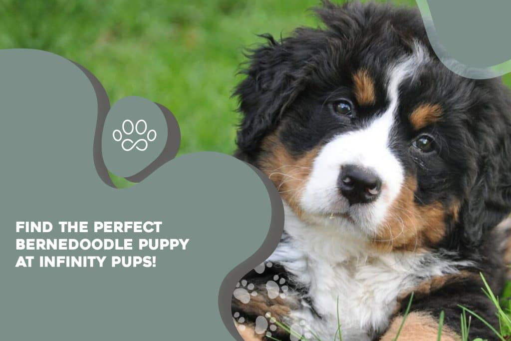 find_the_perfect_bernedoodle_puppy