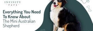 Everything You Need To Know About The Mini Australian Shepherd 4