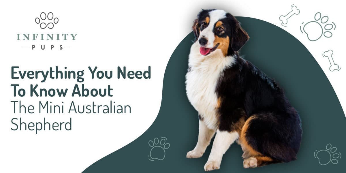 Everything You Need To Know About The Mini Australian Shepherd 6