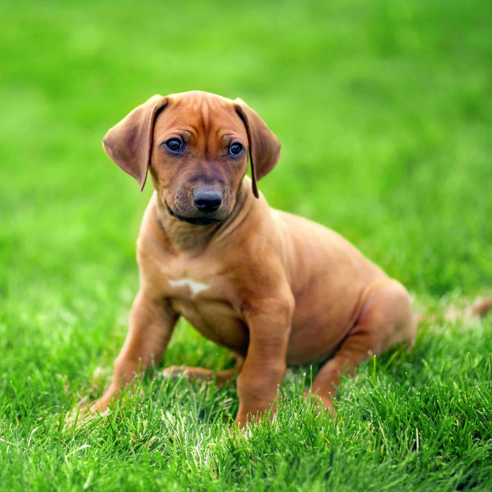 rhodesian-ridgeback-puppies-for-sale-adopt-your-puppy-today