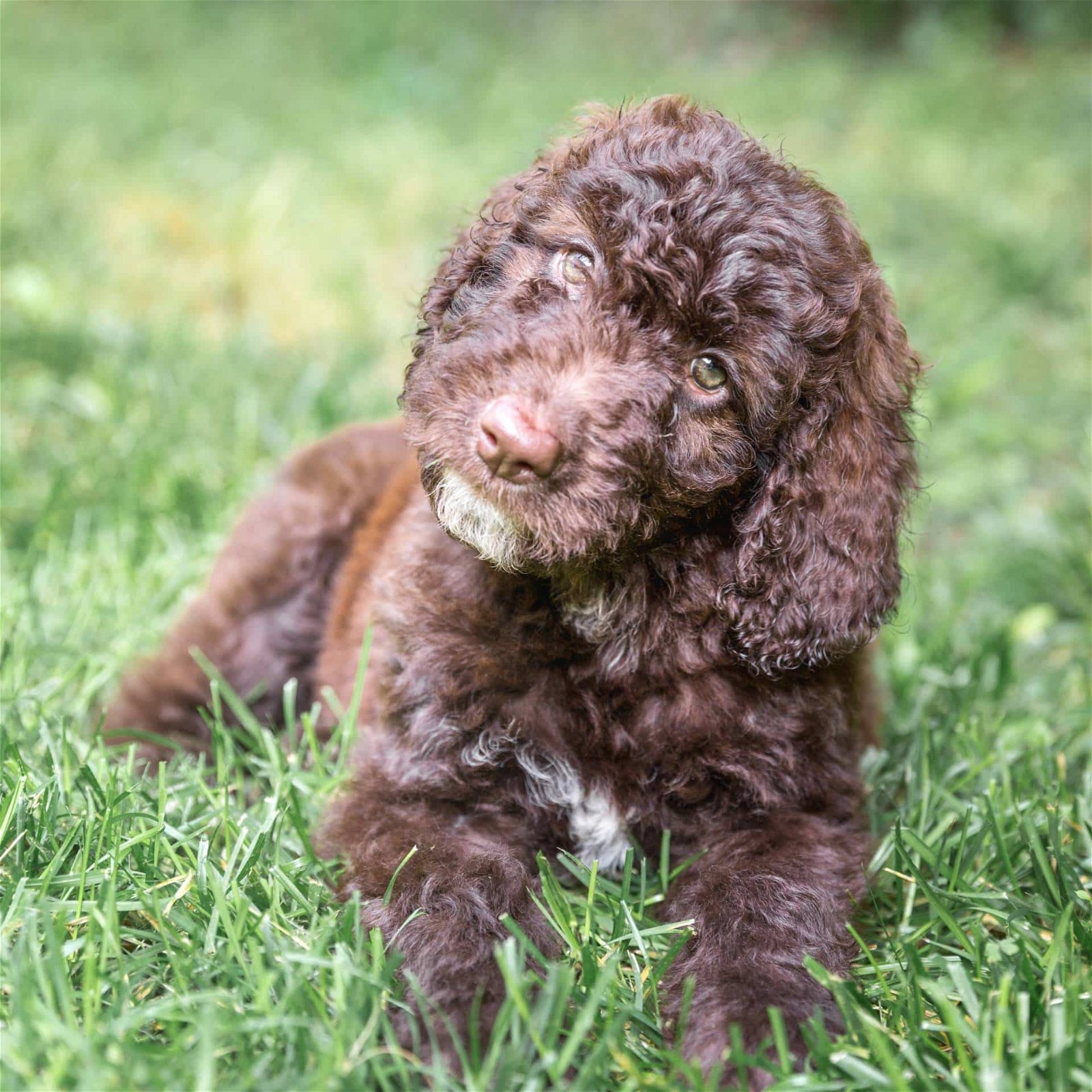 sample photo of Shepadoodle puppies for sale
