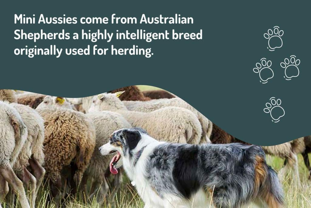 mini-aussies-come-from-australian-shepherds