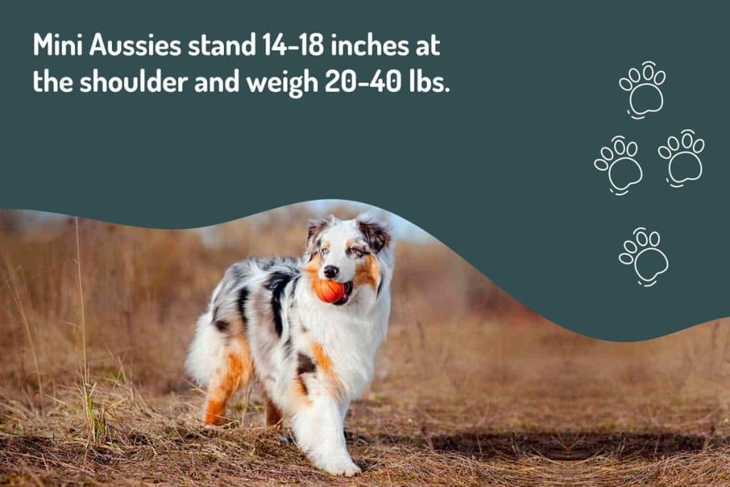 mini-aussies-stand-14-18-inches-tall