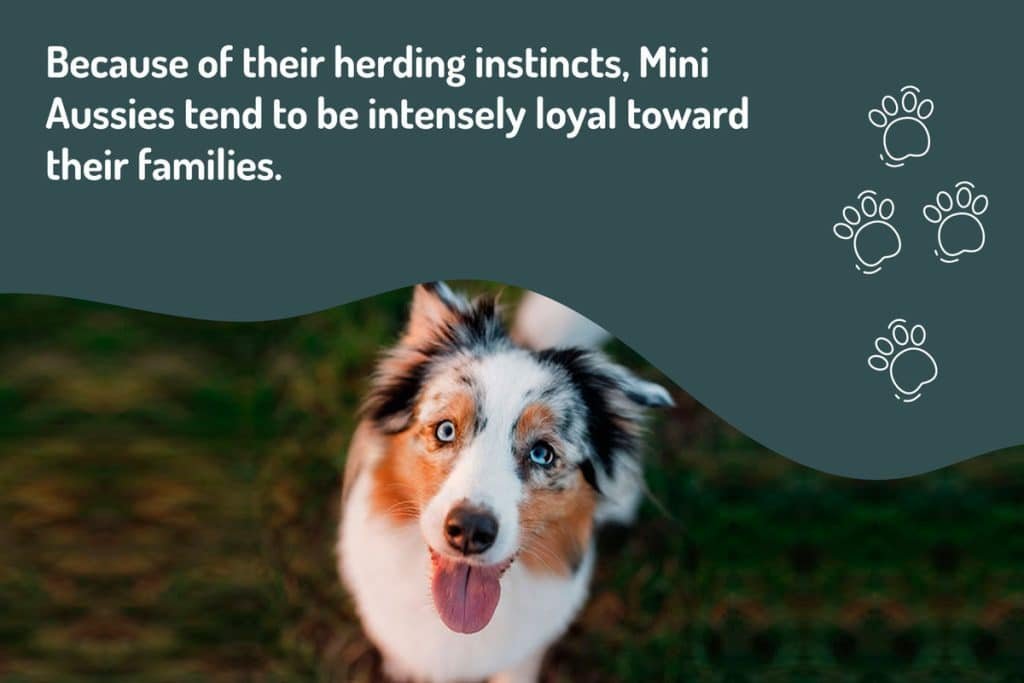 mini-aussies-tend-to-be-intensely-loyal