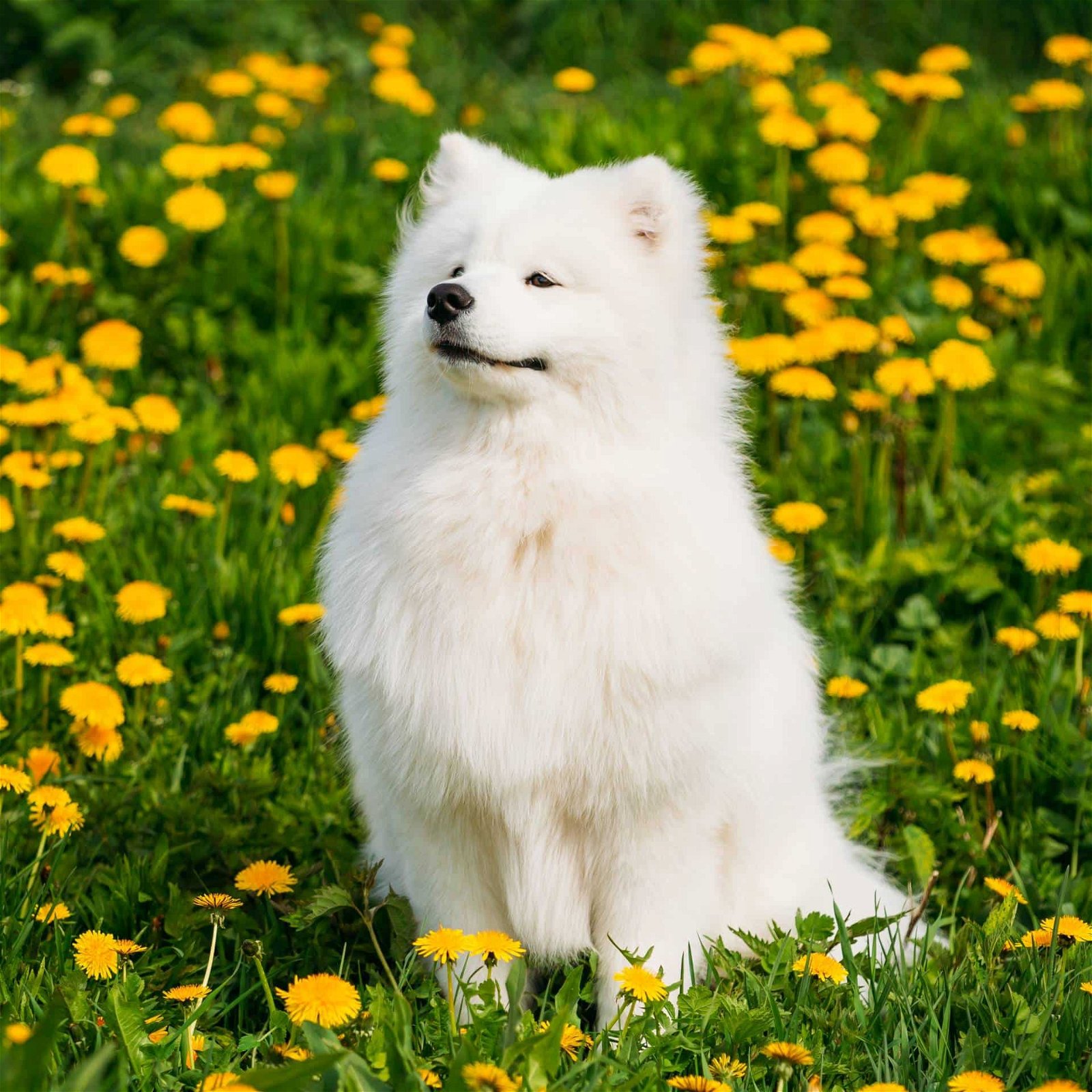 sample photo of Samoyed puppies for sale