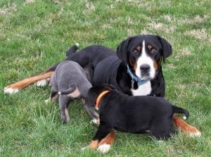 Sage – AKC's mother, a Greater Swiss Mountain Dog