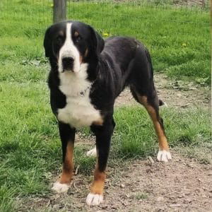 Rusty – AKC Blue's father, a Greater Swiss Mountain Dog