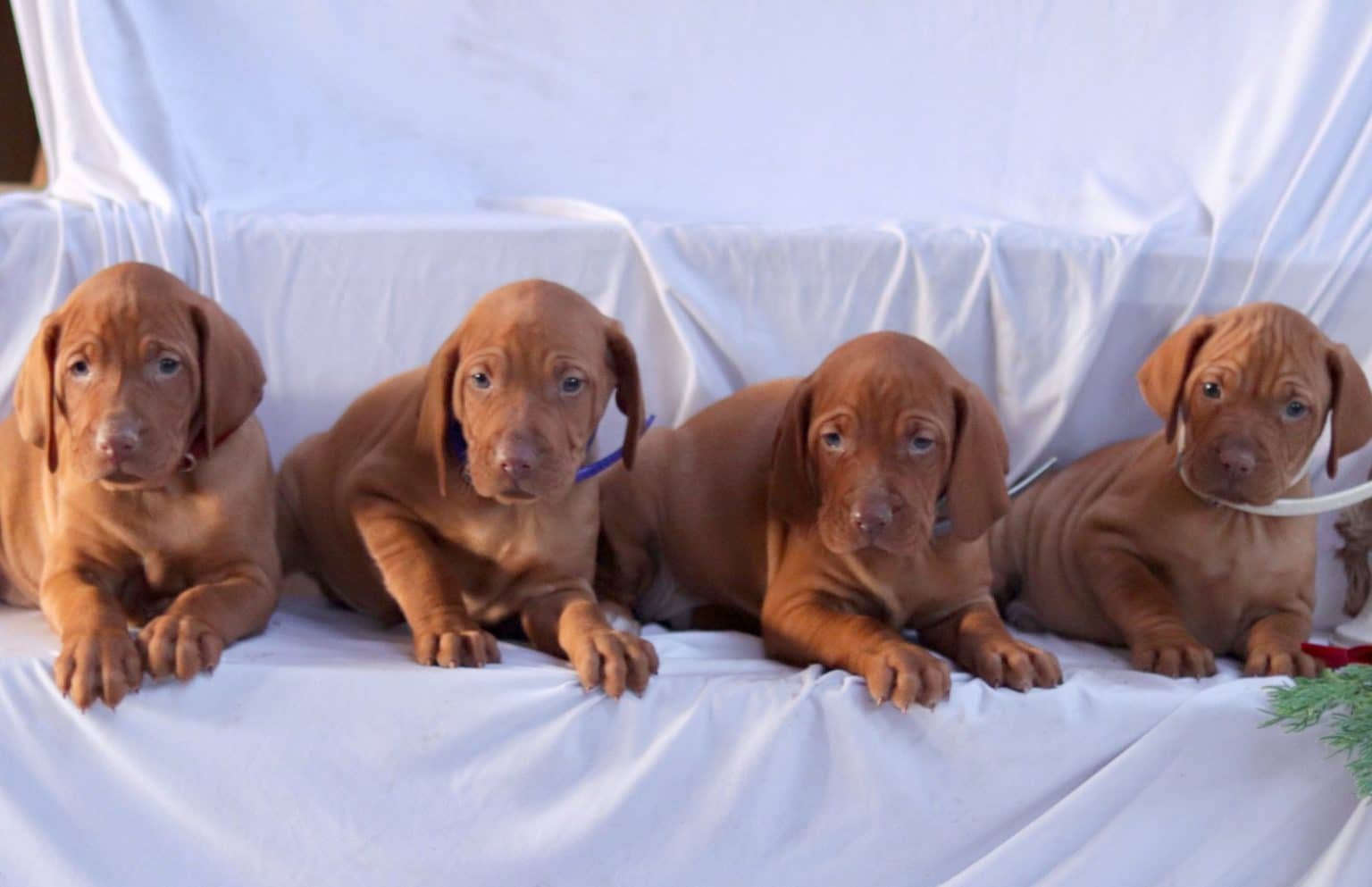 vizsla group of puppies