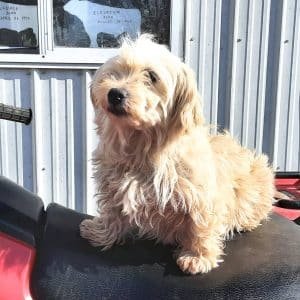 Angus – AKC's mother, a Havanese