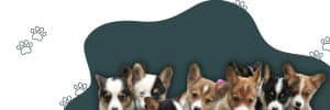 Everything You Need To Know About Corgis 6