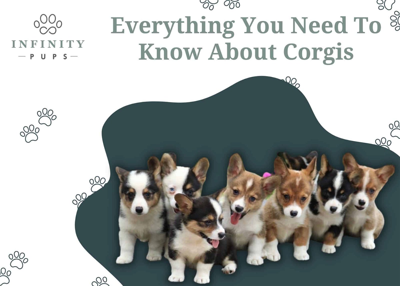 Everything You Need To Know About Corgis 5