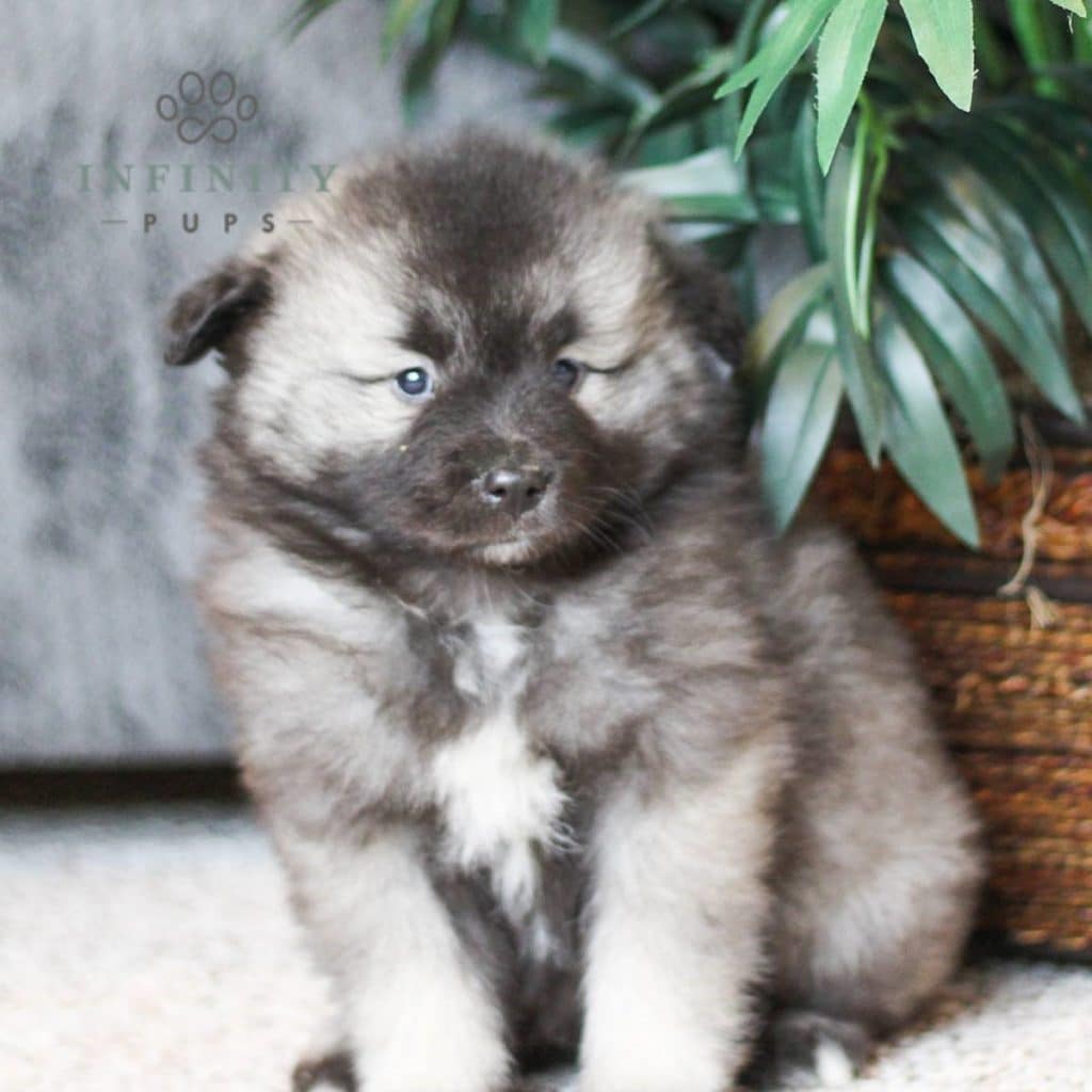 Keeshond Puppies For Sale • Adopt Your Puppy Today • Infinity Pups