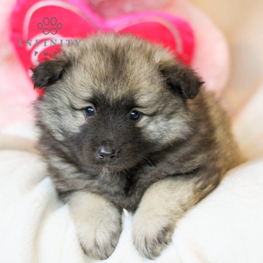 Keeshond Puppies For Sale • Adopt Your Puppy Today • Infinity Pups