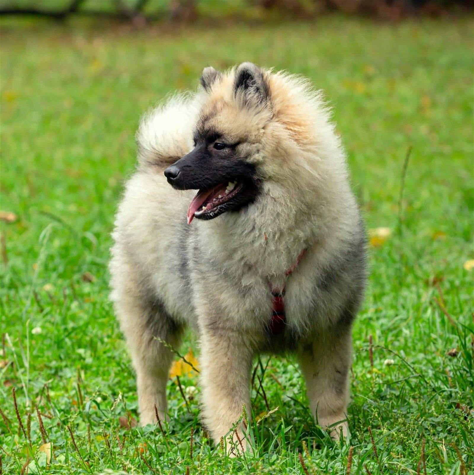 sample photo of Keeshond puppies for sale