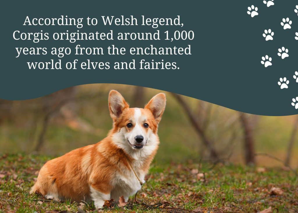 according to welsh legend corgis originated